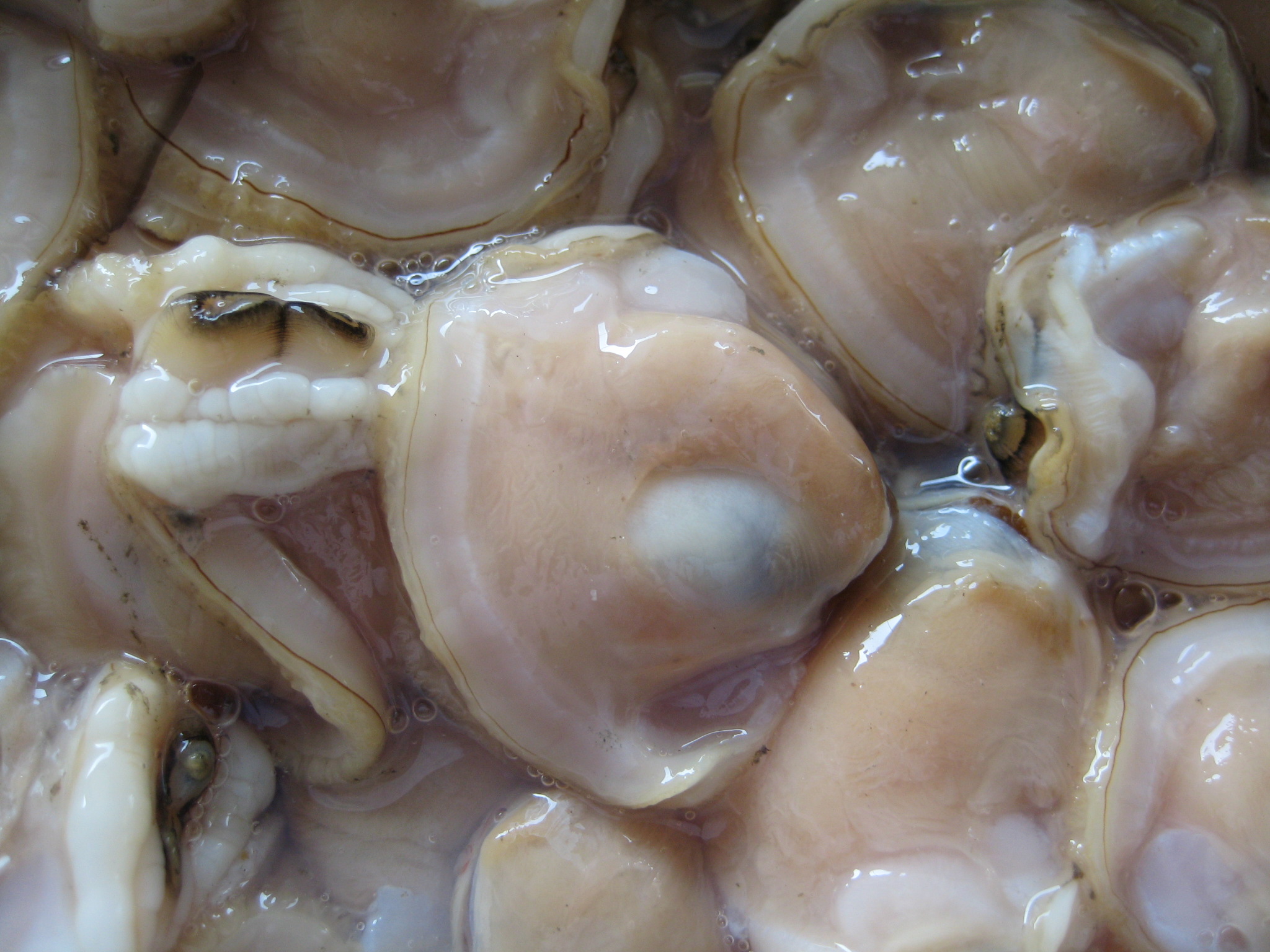  p>文蛤肉,中药名.