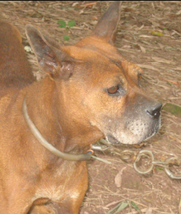  p>山狗又称川东犬,川东猎犬,邻水狗,竹狗,足狗,撵山狗,赶山狗,阴山狗