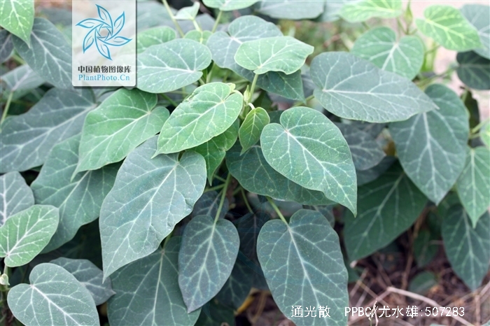  p>通光散,中药名.