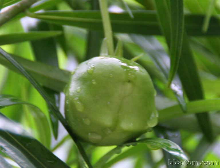 黄花夹竹桃