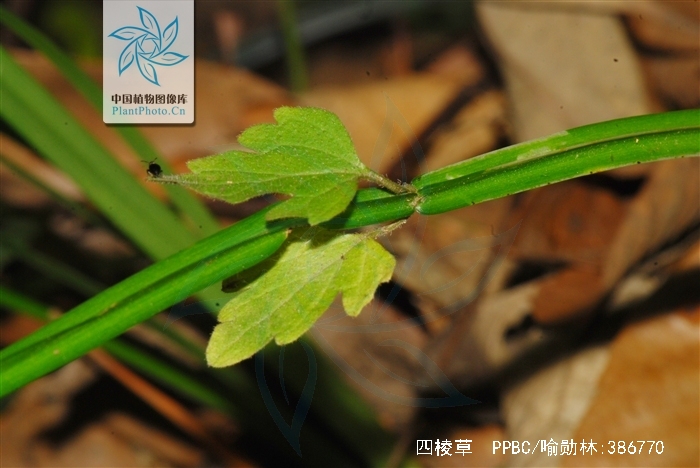  p>别名:牛奶藤(绥江),万年青,四棱筋骨草(四川宜宾).