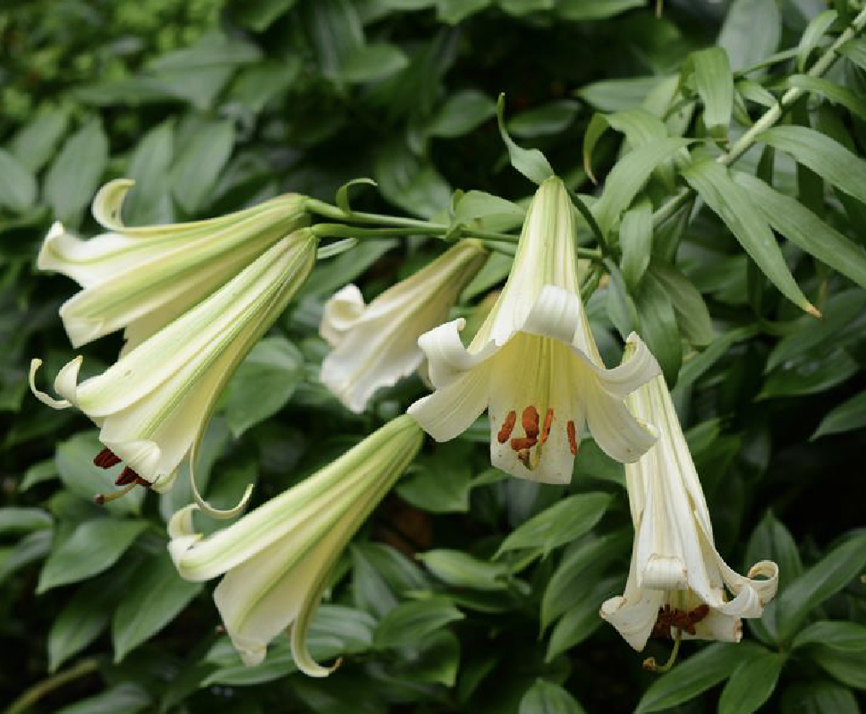 l i>ilium leucanthum /i> (baker) baker)是百合科百合属植物