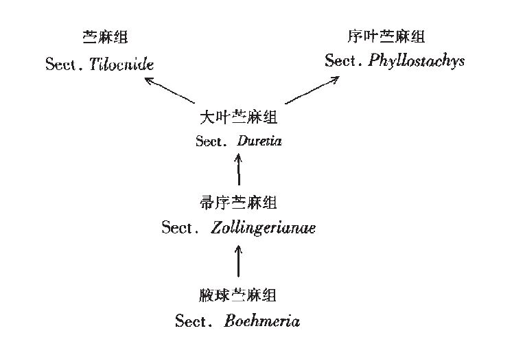  p>苎麻属( a target="_blank" href="/item/学名/8074290" data