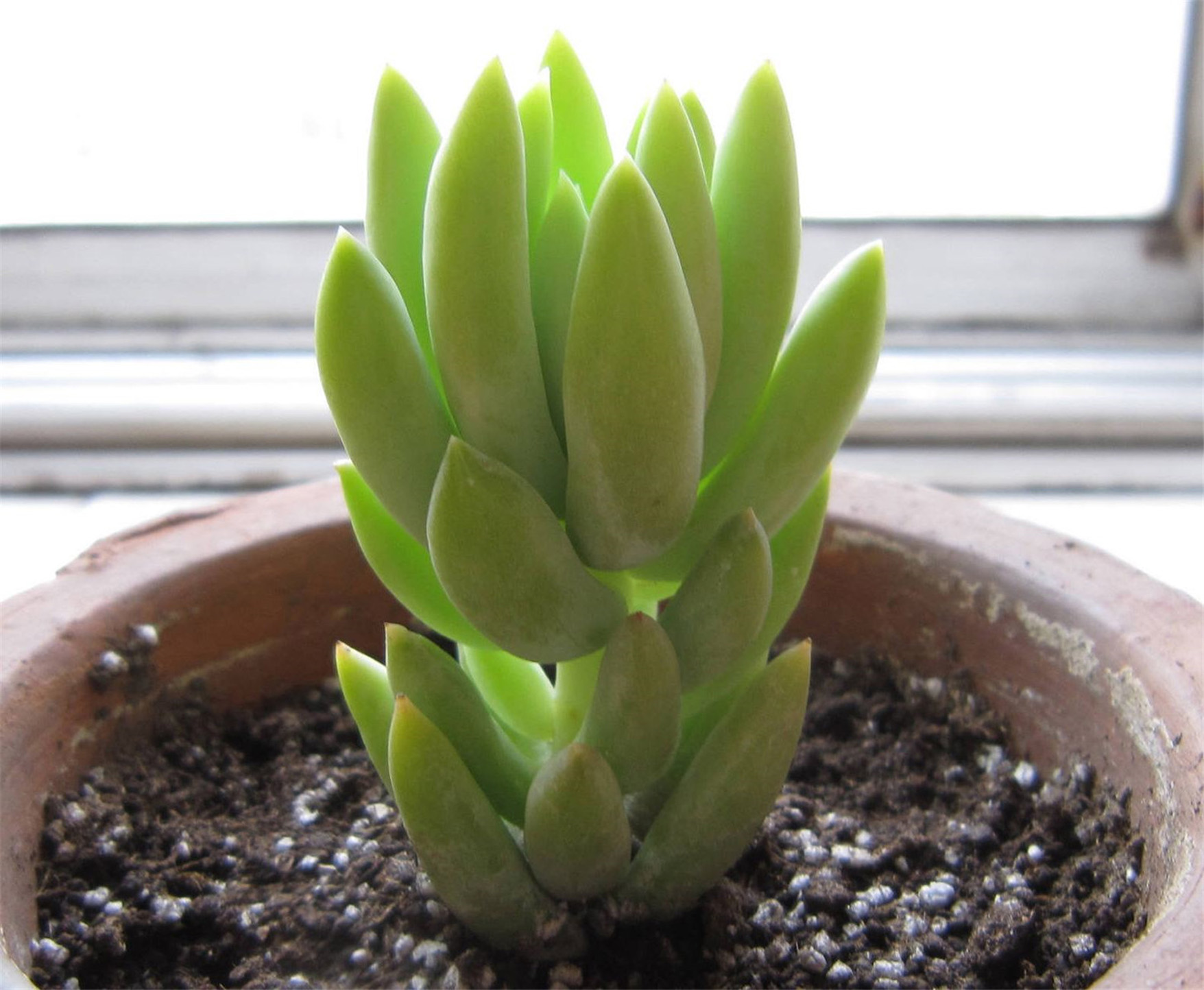 翡翠景天花语(翡翠景天怎么繁殖) - 123植物网