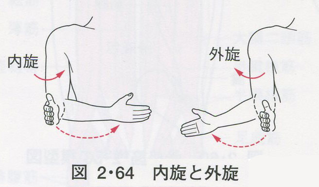  p>对旋回面或整个旋扭构造而言,凹的方面称内旋