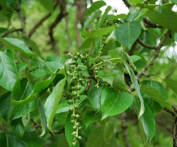 k. schneid.)是杨柳科杨属植物,皮光滑或具纵沟,髓心五角状.