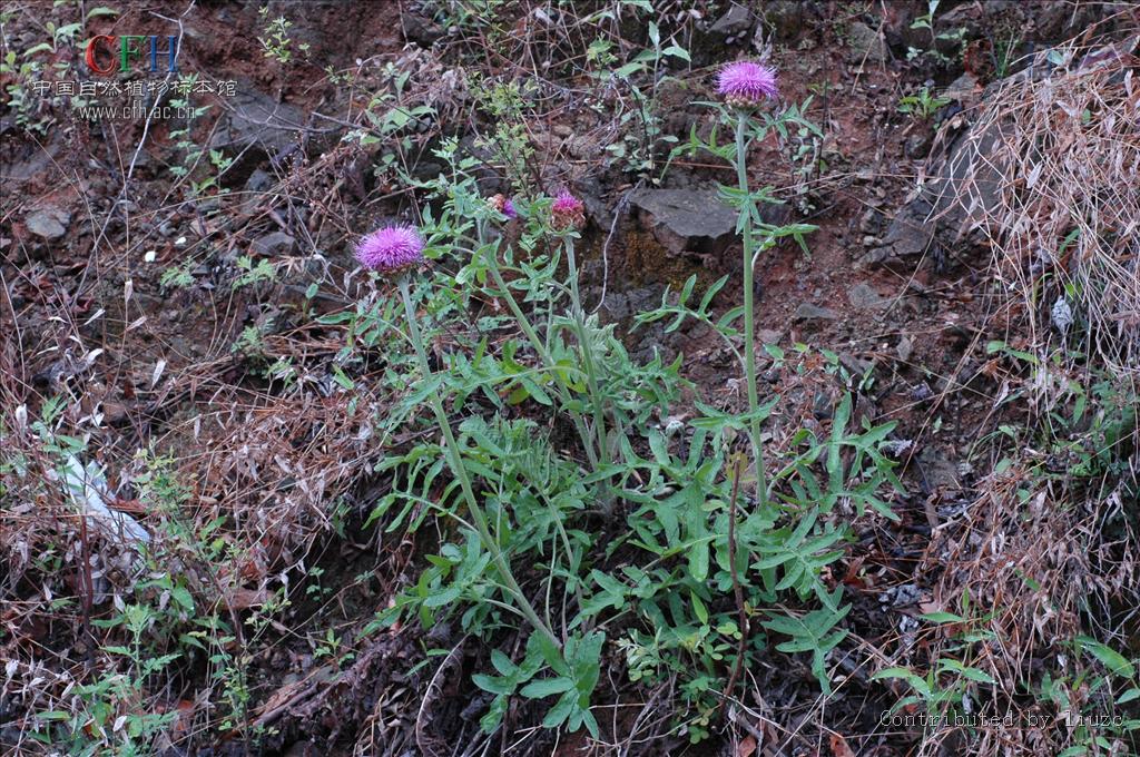  p>漏芦属双子叶植物纲菊科植物.多年生草本植物.