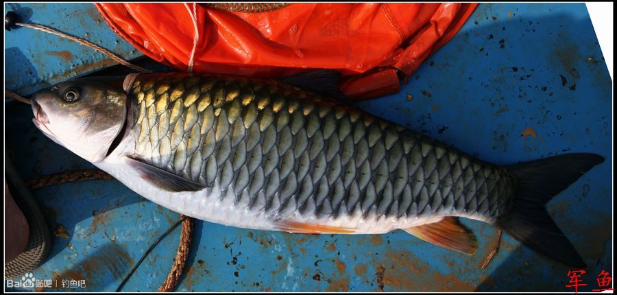  p>体稍侧扁.头较小,略尖.口亚下位.须2对,颌须长大于眼径,吻须稍短.