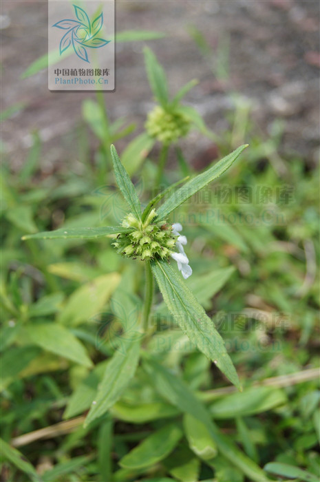 产广东及广西;为一杂草,生于田地,空旷潮湿地或沙质草地上,海拔约100