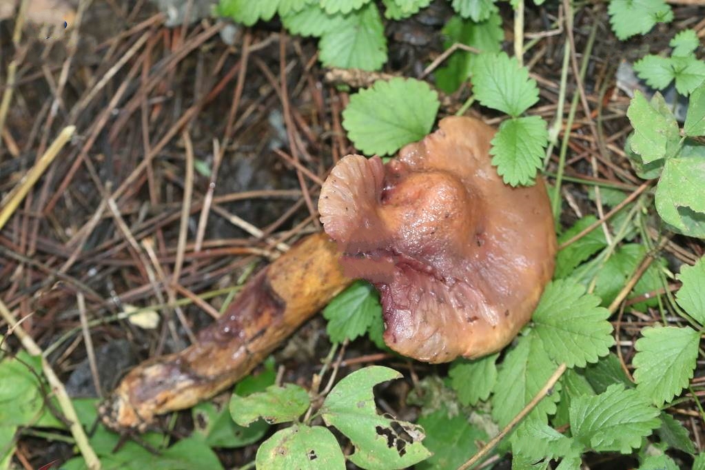 o.k. mill. )是铆钉菇科,色钉菇属真菌.