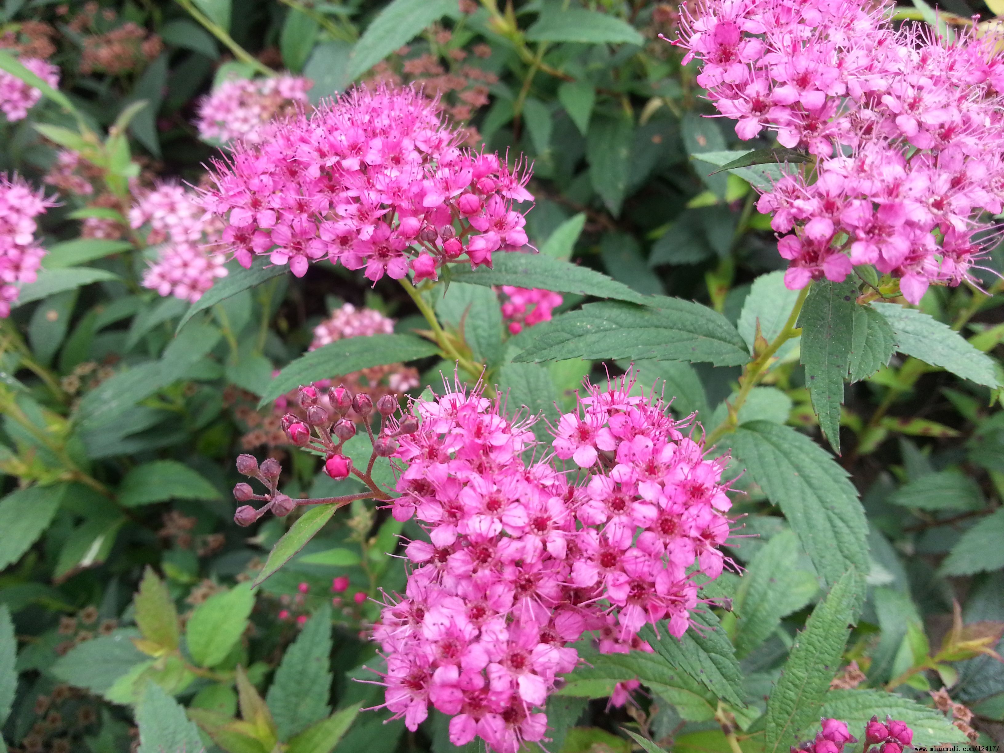 日本绣线菊无性系1号