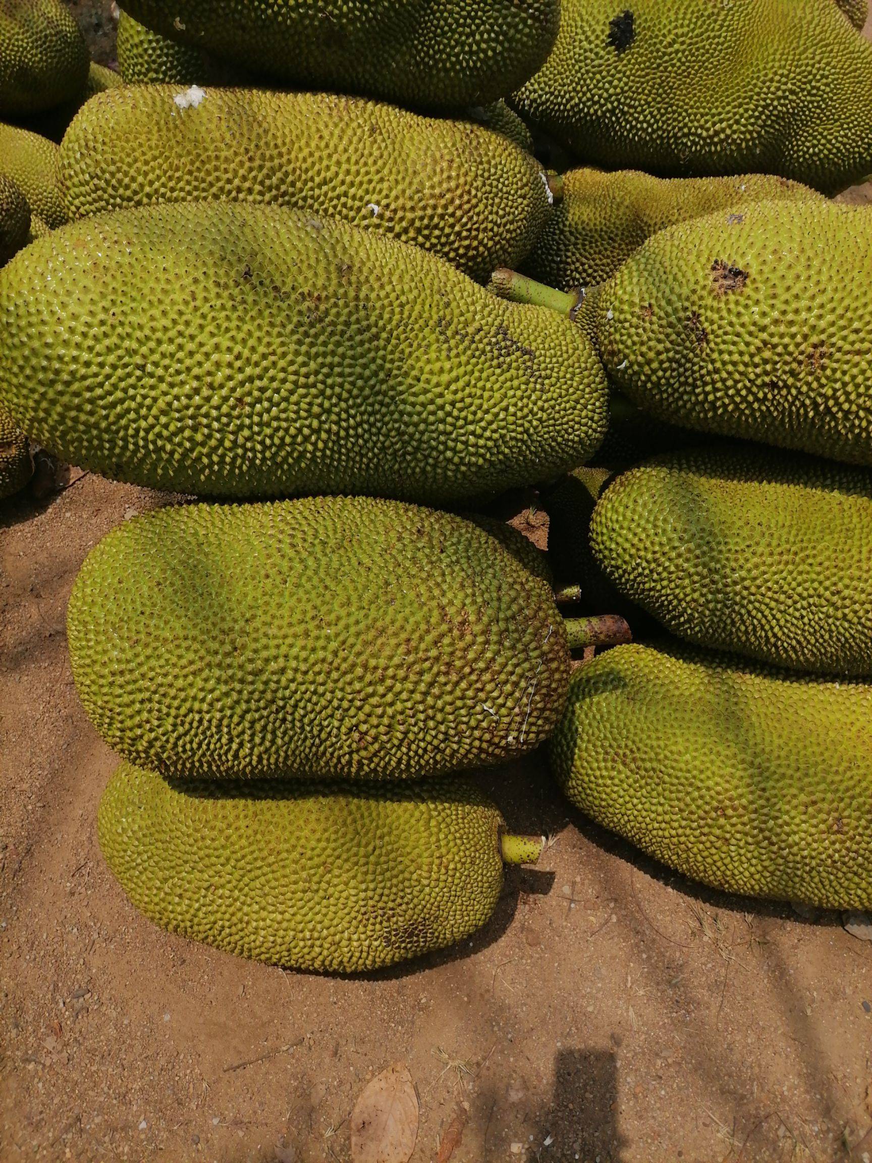 菠萝蜜海南个体001