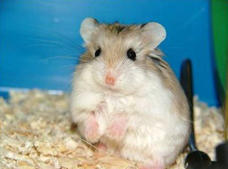 黑线仓鼠三江平原亚种