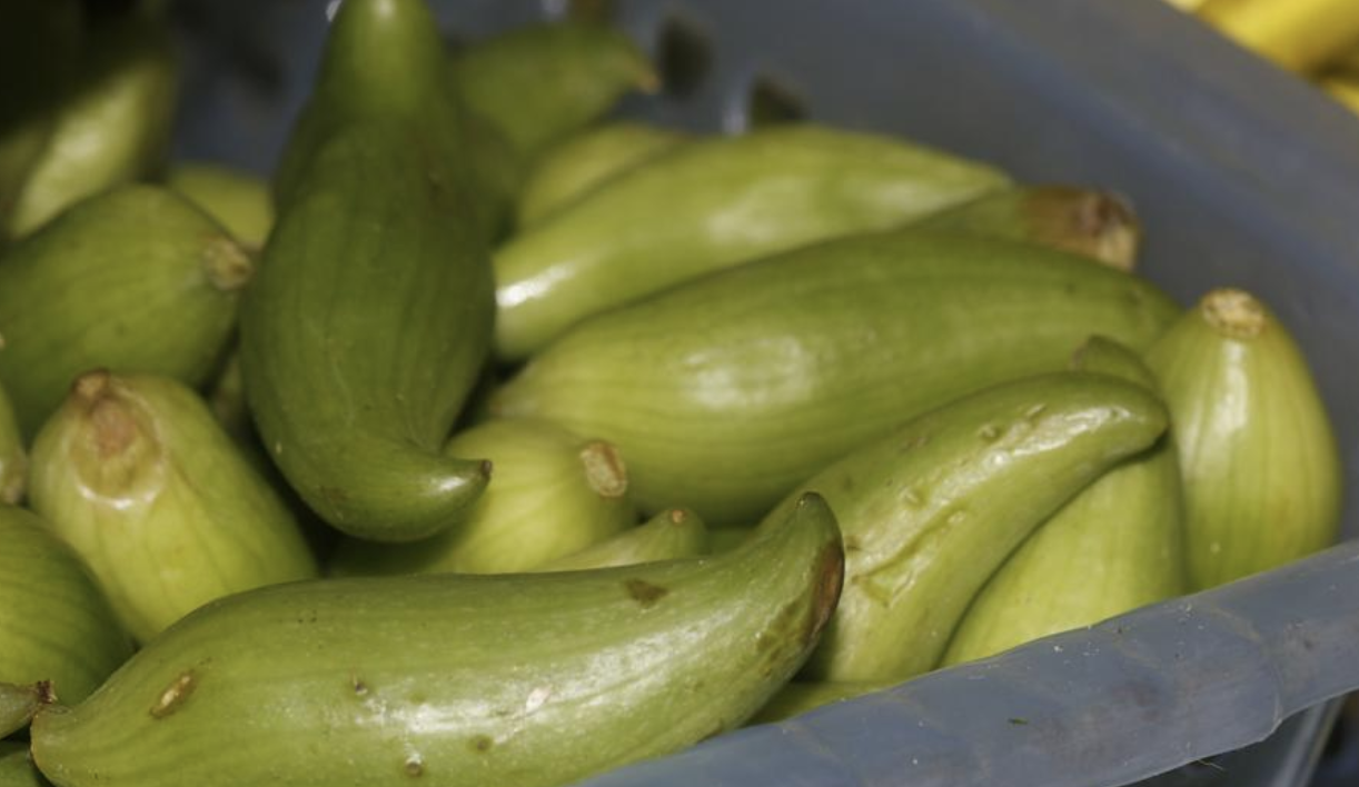 schrad.)是葫芦科,小雀瓜属植物.