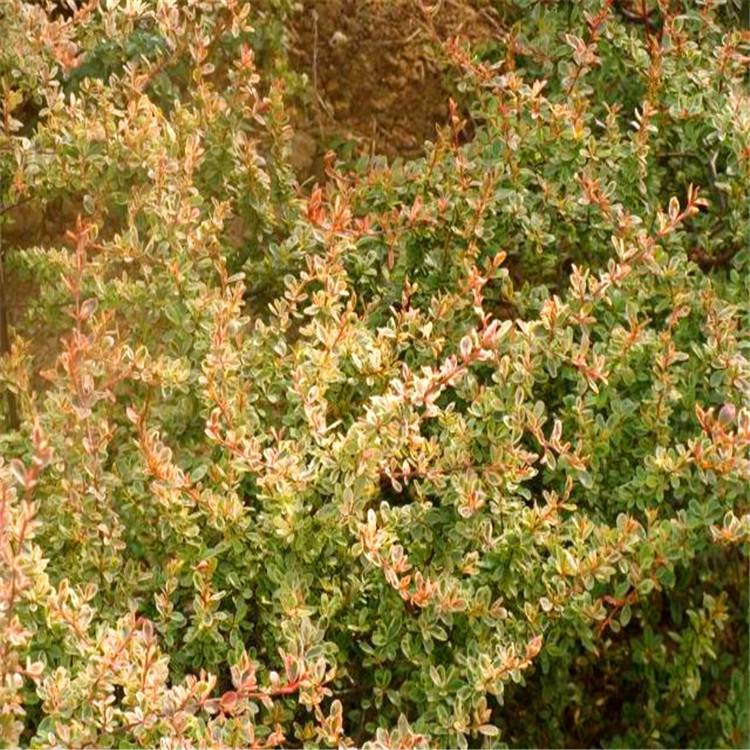 小丑火棘叶卵形,叶片有乳白色斑纹,冬季叶片粉红色;花白色;红色的小