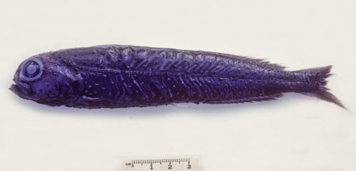 Xenodermichthys copei