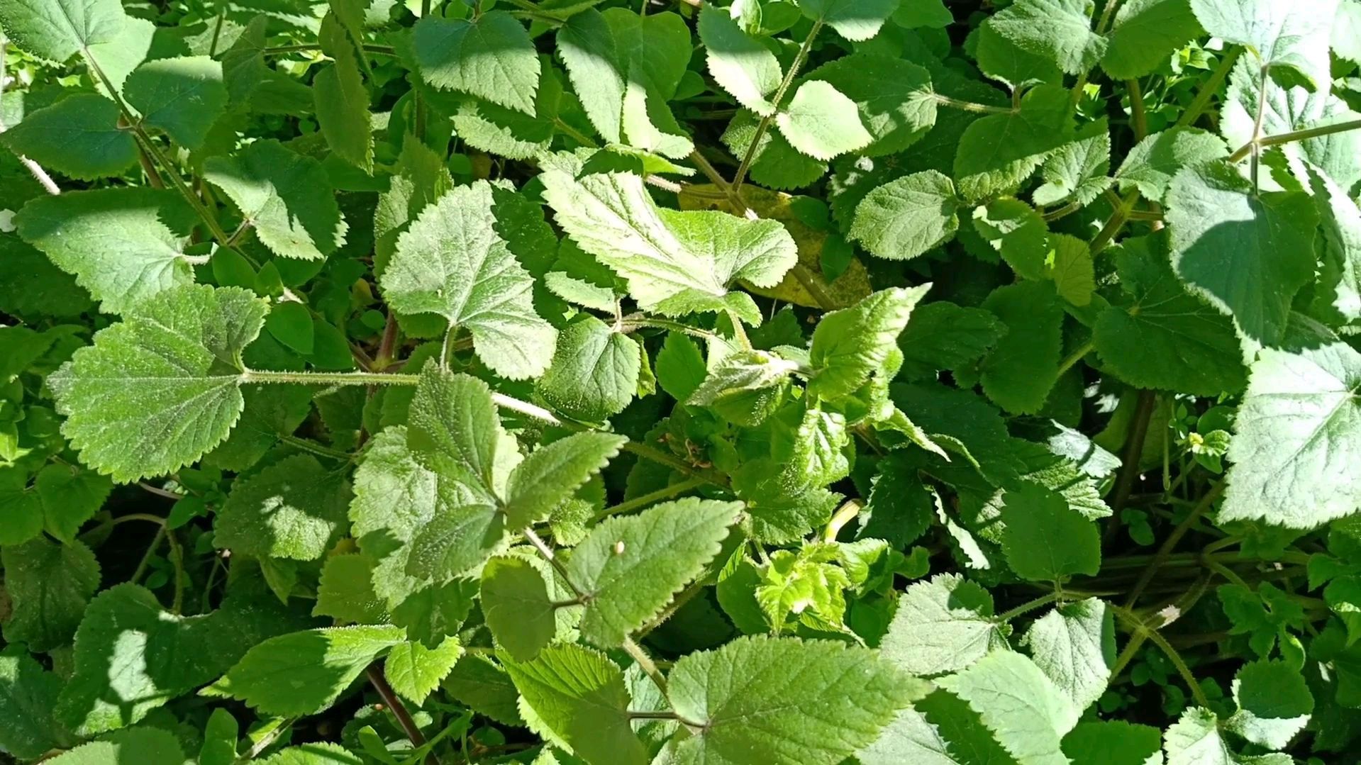 杏叶茴芹_百度百科