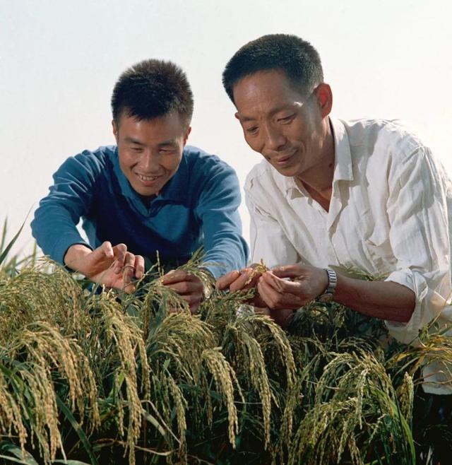 杂交水稻之父