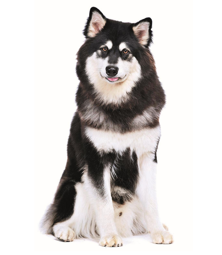 阿拉斯加雪橇犬akc标准
