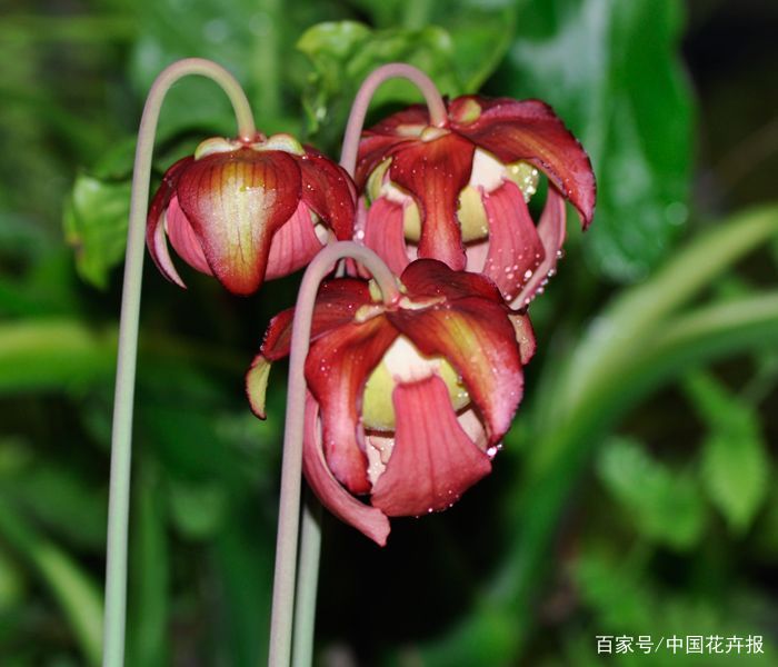 你有近距离看过食虫植物的花吗？很萌，很温柔！_百科TA说