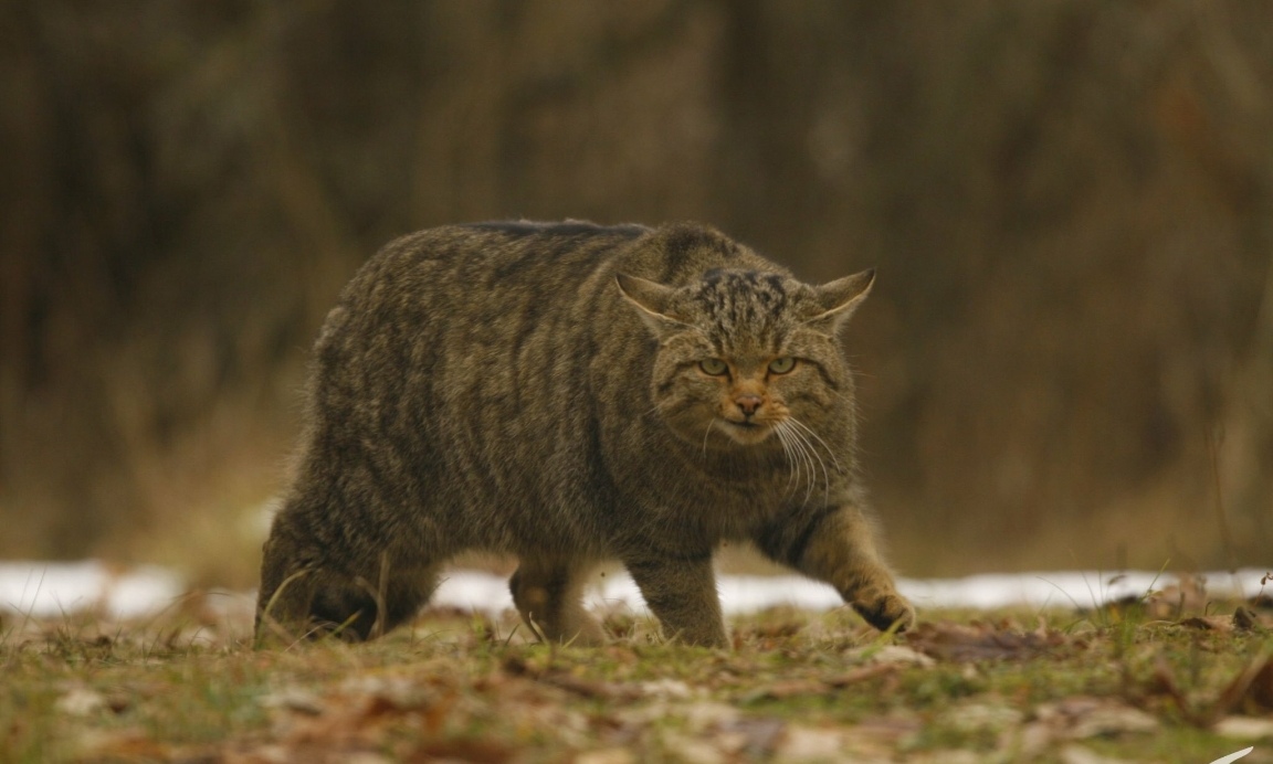  p>欧洲野猫,或称欧林猫,曾一度遍布欧洲大陆.