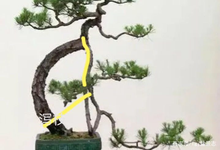 盆景造型和大枝要匹配，配错8种大枝，如同穿西服踩拖鞋_百科TA说