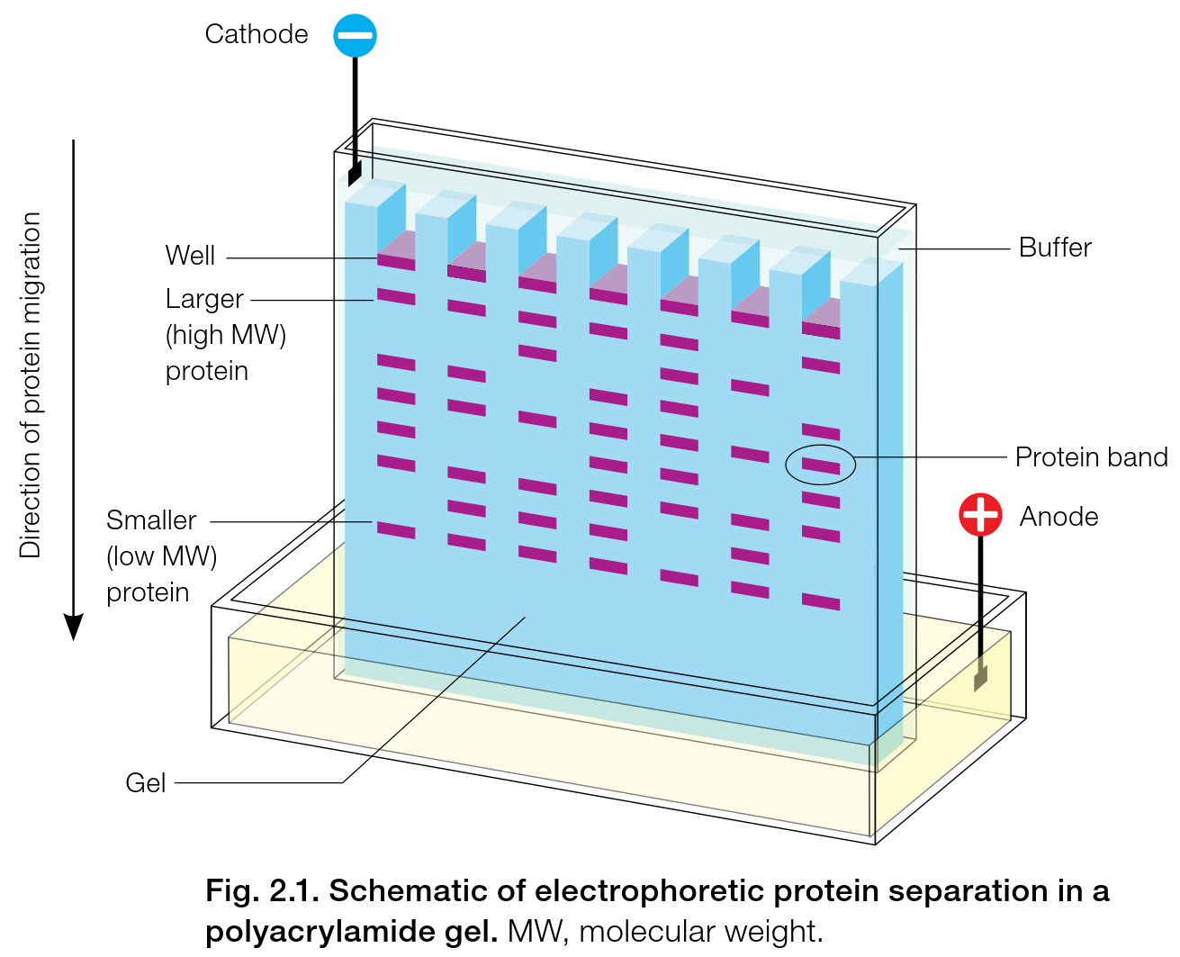 sds-聚丙烯酰胺凝胶电泳