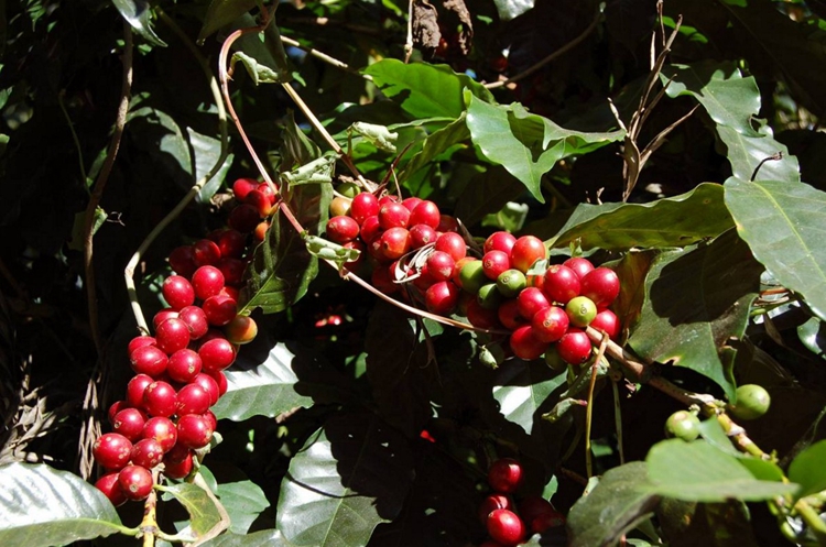  p>小粒咖啡海南个体004是一种茜草科,咖啡属植物. /p>