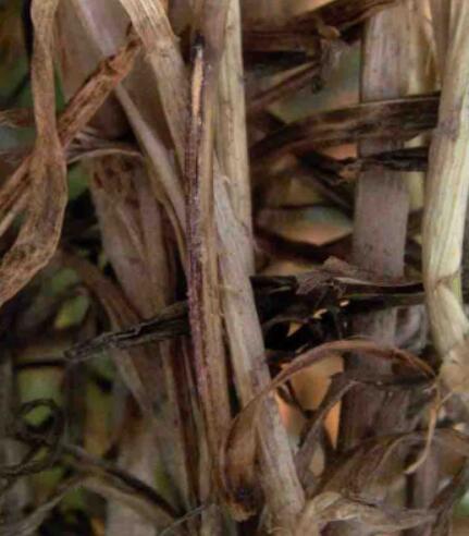  p data-id="skftjer4uagb">小麦茎基腐病是由假禾谷镰孢菌,禾谷镰孢