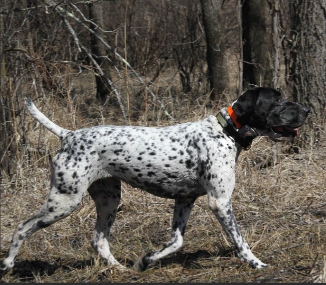 波旁内向导猎犬