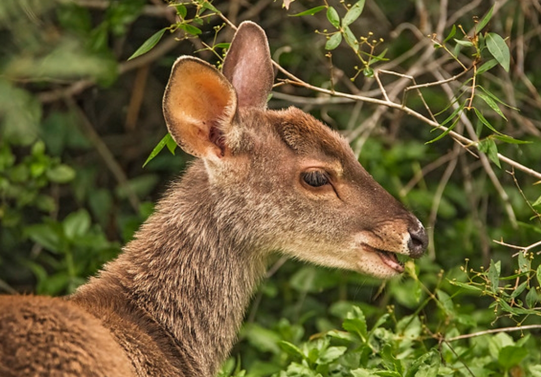  p>灰短角鹿(学名: i>mazama gouazoubira /i>):是鹿科,短角鹿属的