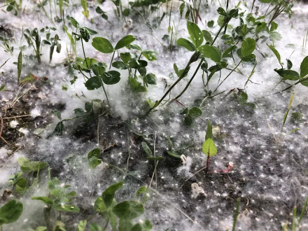 杨絮（杨柳科杨属植物）_百度百科