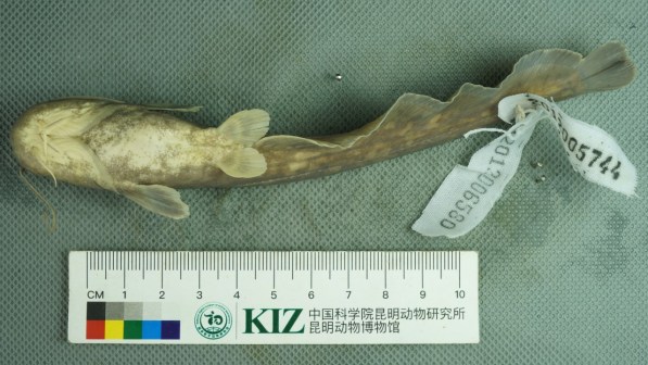 鲇（鲇科、鲇属鱼类）_百度百科