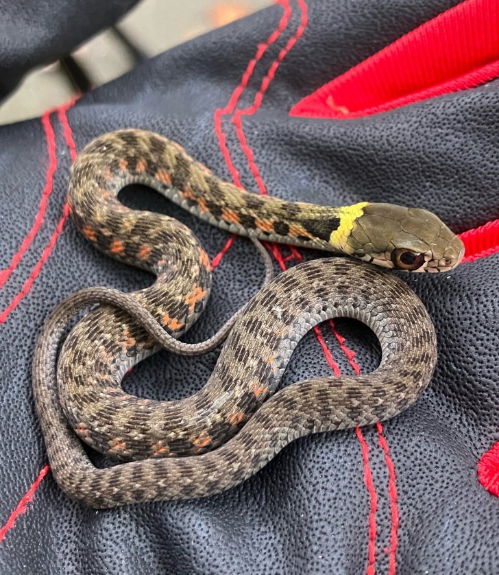tigrinus /i>),是水游蛇科颈槽蛇属的一种毒蛇,别名包括虎斑游蛇,鸡冠
