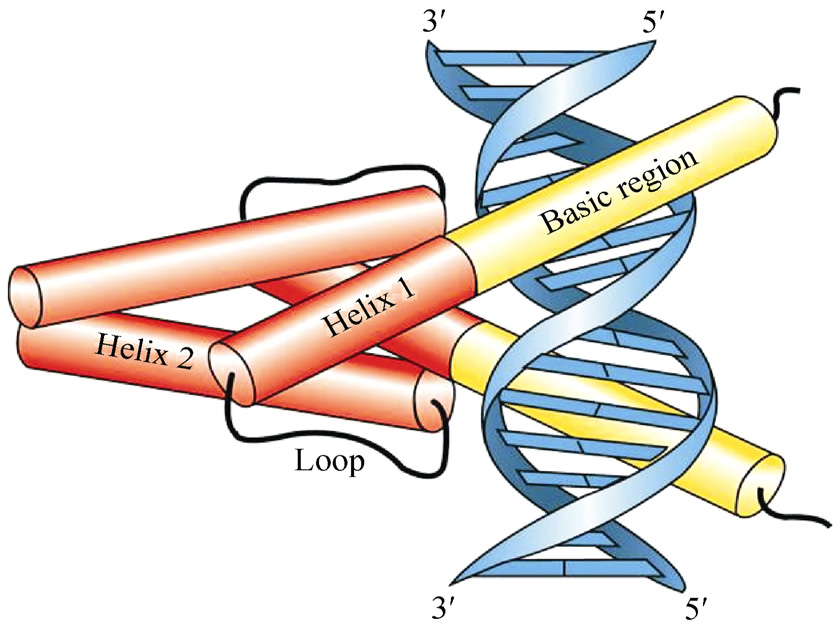 bhlh)蛋白,是广泛存在于植物,动物和真菌中的转录因子超家族之一