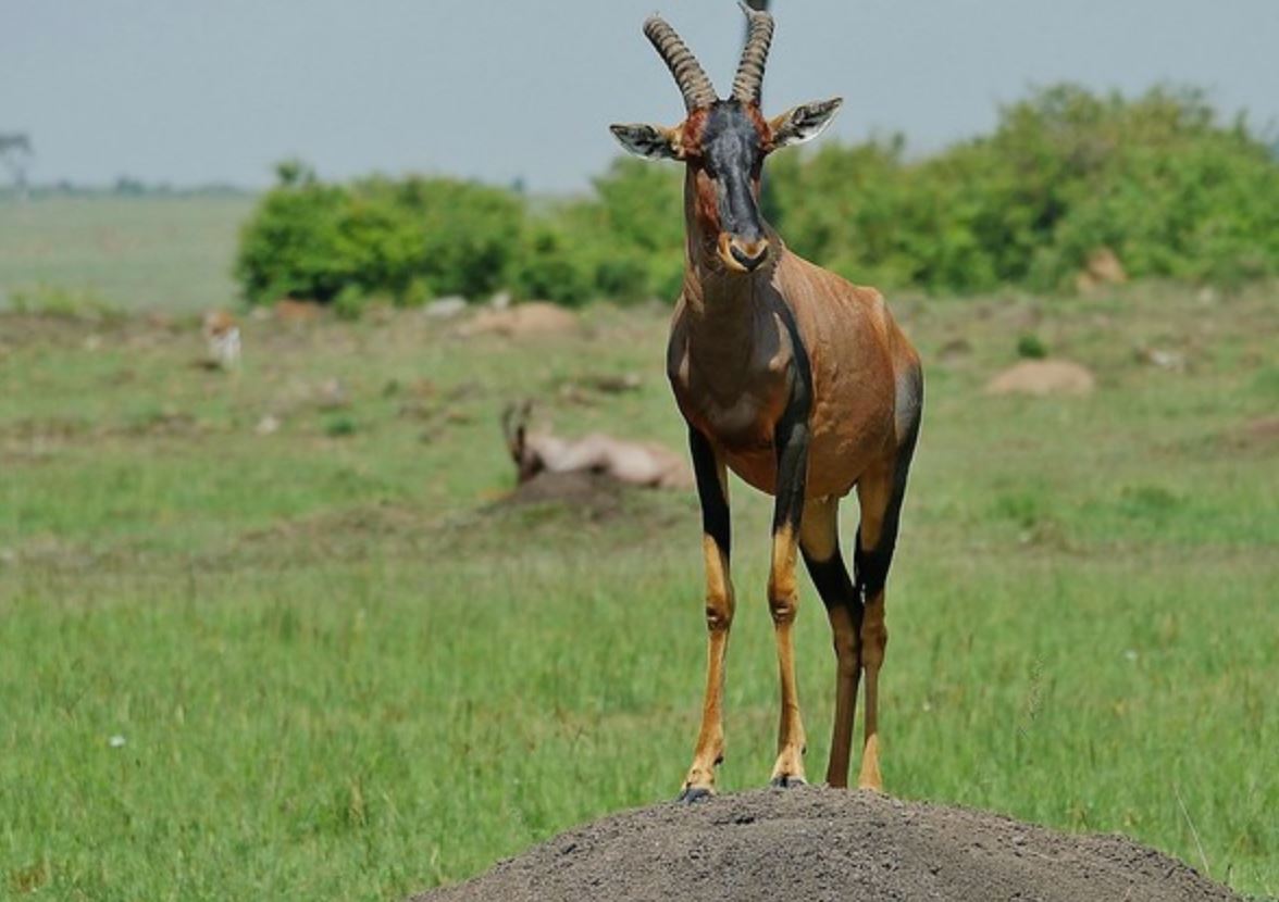  p>转角牛羚(学名: i>damaliscus lunatus /i> ):是哺乳纲,牛科的一种