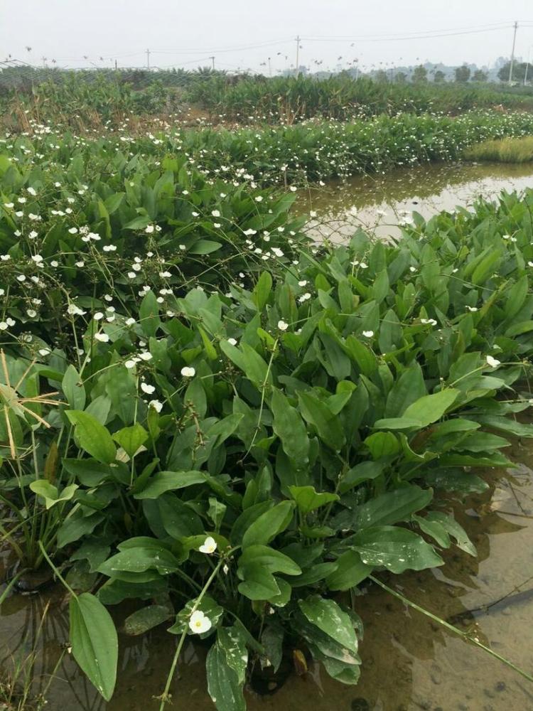 泽泻（泽泻科泽泻属植物）_百度百科