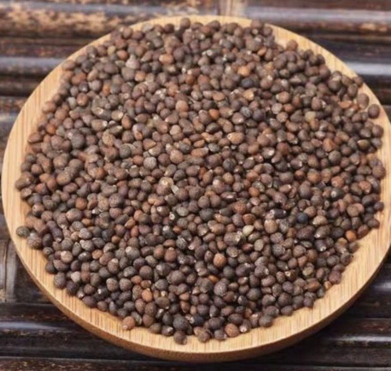 data-lemmaid="2381957">唇形科 /a>植物——紫苏的种子