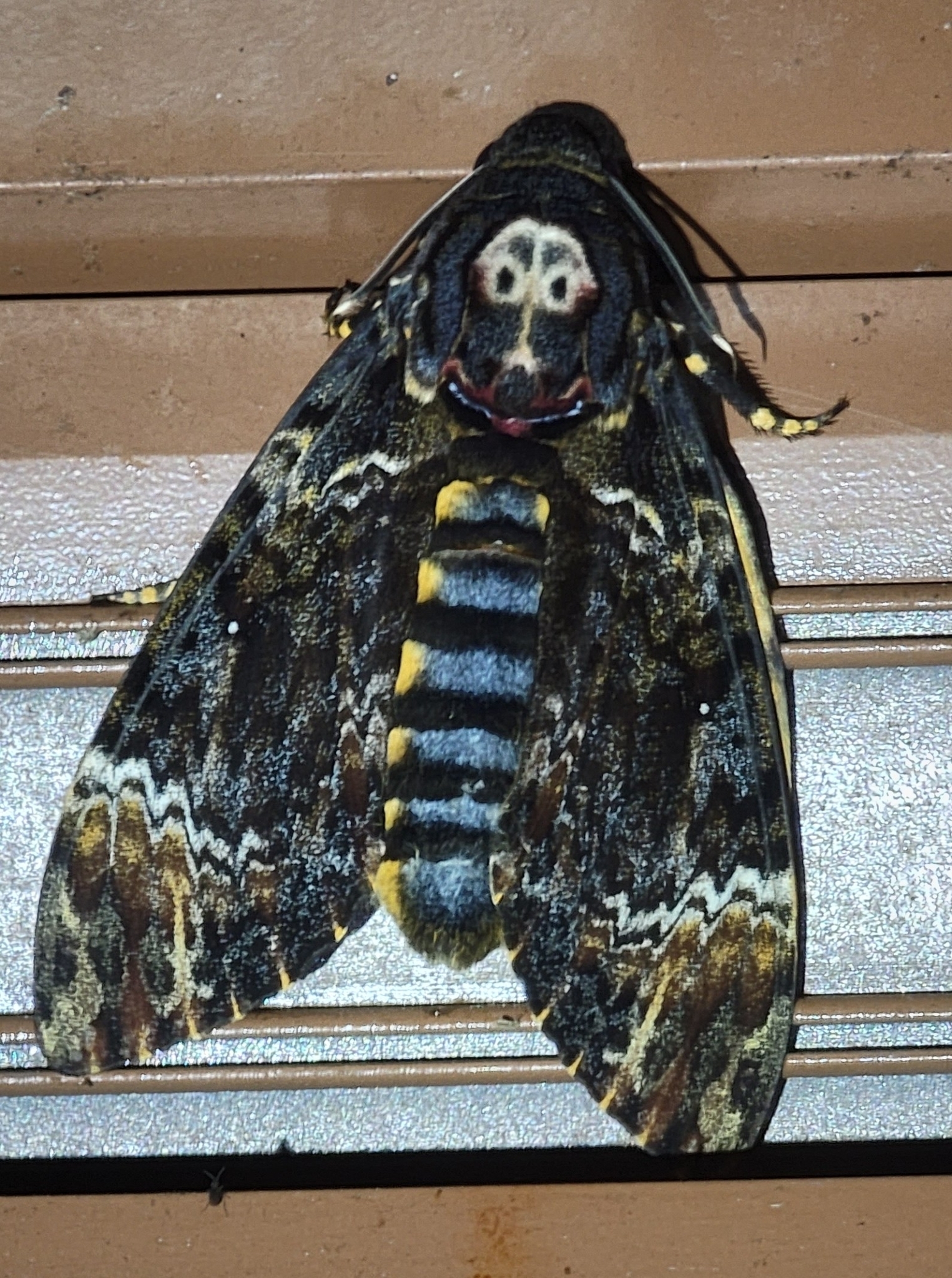 胸部背面有骷髅形斑纹,眼斑以上有灰白色大斑;腹部黄色,各环节间有