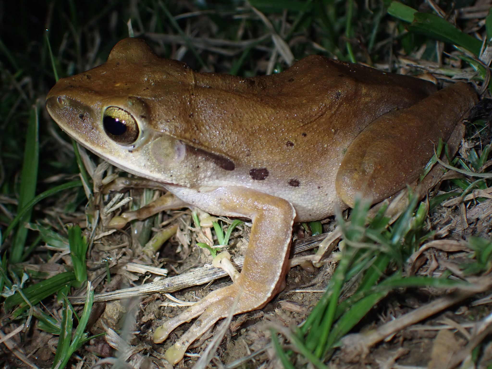  p>斑腿泛树蛙(学名: i>polypedates megacephalus /i>)是树蛙科,泛