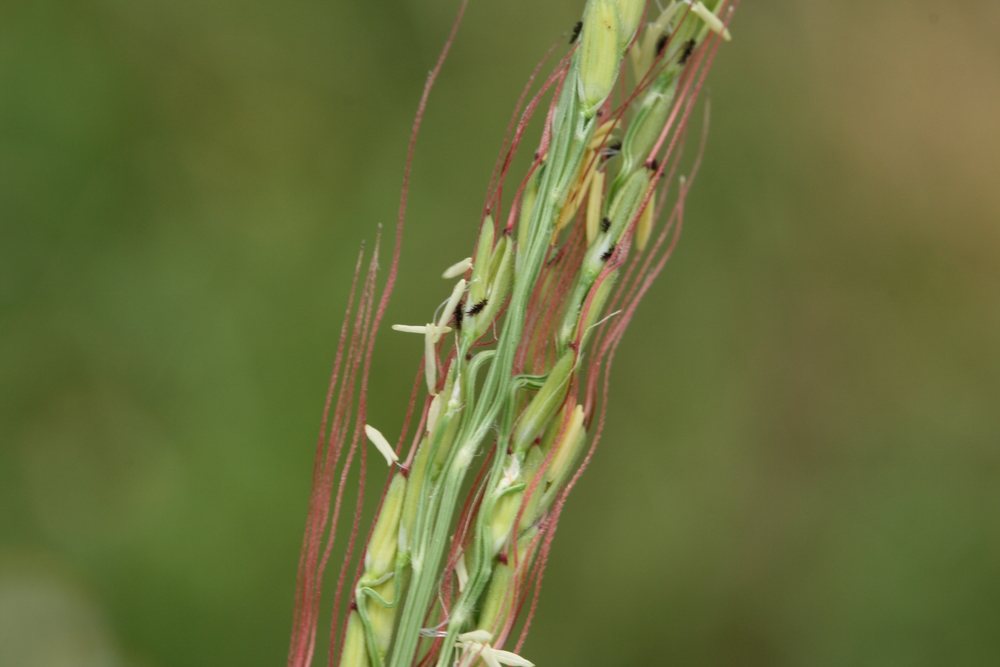  p>野生稻(学名: i>oryza rufipogon /i> griff.