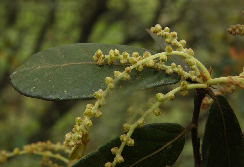  p>光叶高山栎(学名:quercus rehderiana hand. -mazz.