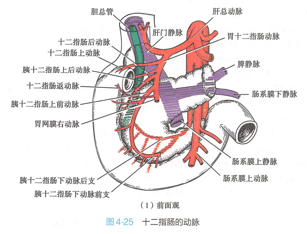 十二指肠