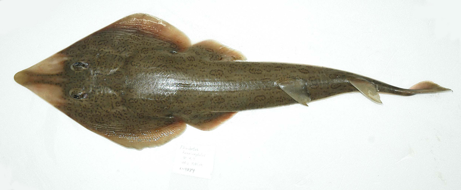  p>斑纹犁头鳐(学名: i>rhinobatos hynnicephalus /i>)是犁头鳐科