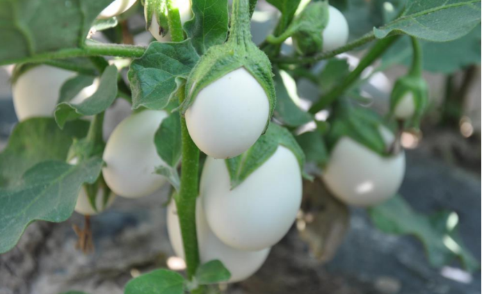 从植物里长出的 鸡蛋 白蛋茄 百科ta说