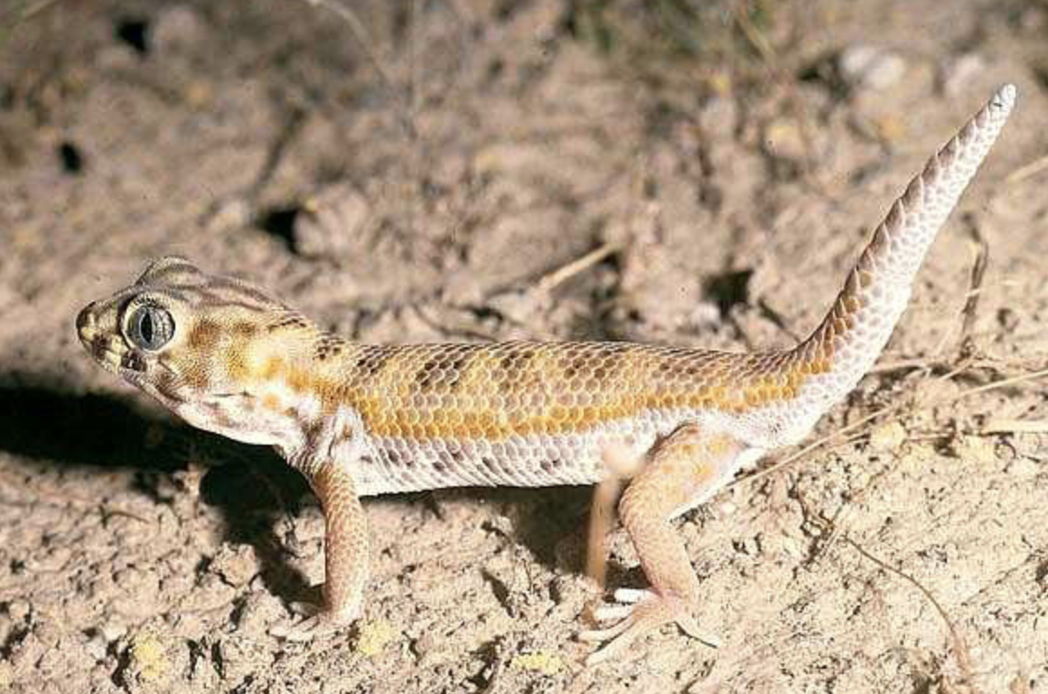 沙虎(学名: i>teratoscincus scincus /i>)是壁虎科,沙虎属爬行动物