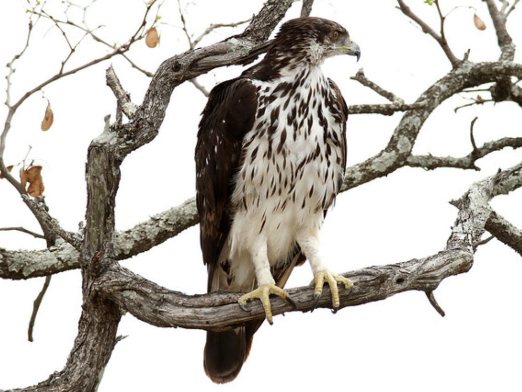  p>非洲雕(学名: i>aquila spilogaster /i>):是鹰科,雕属的猛禽.