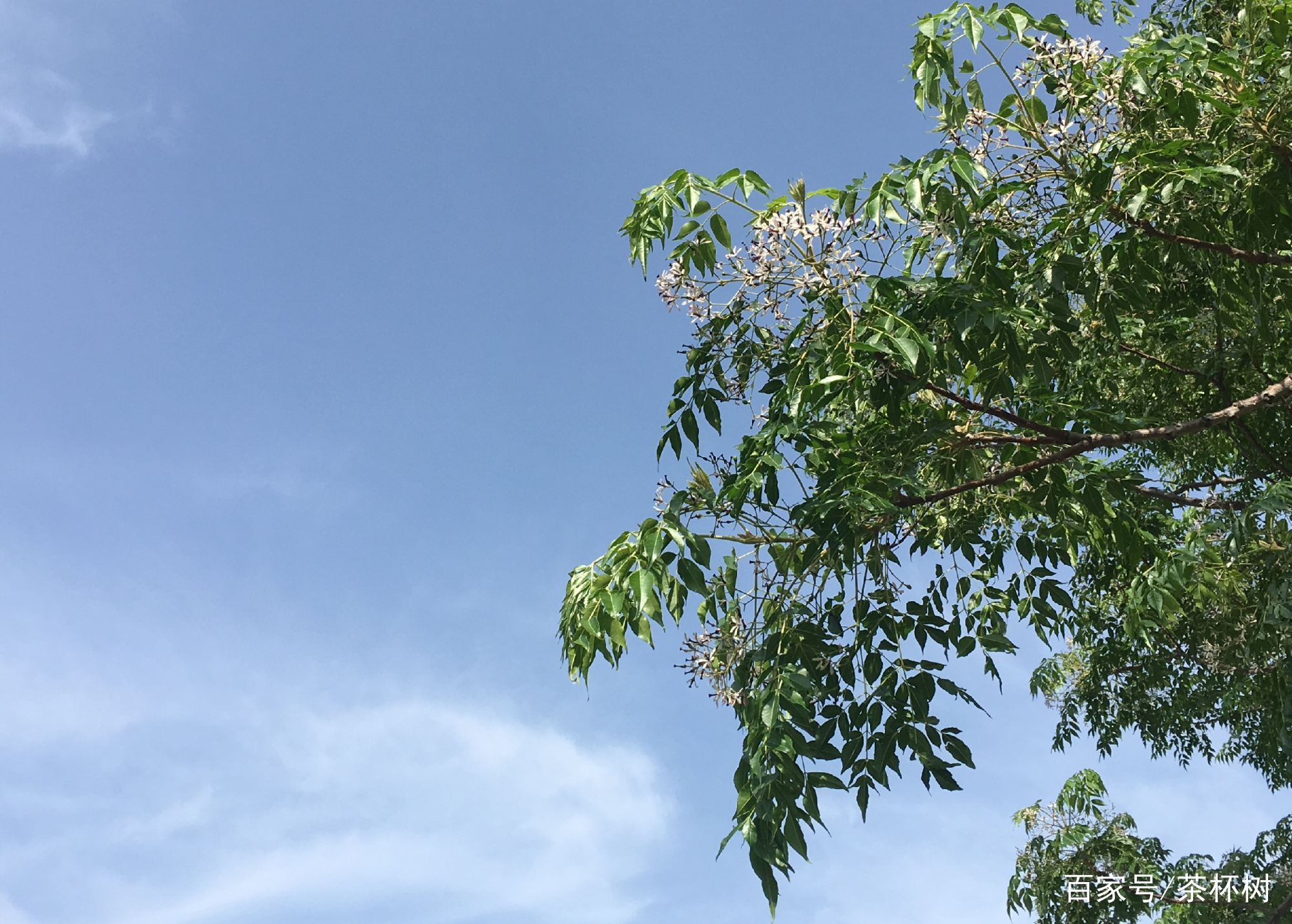 楝树的悠久历史和歌谣_百科TA说