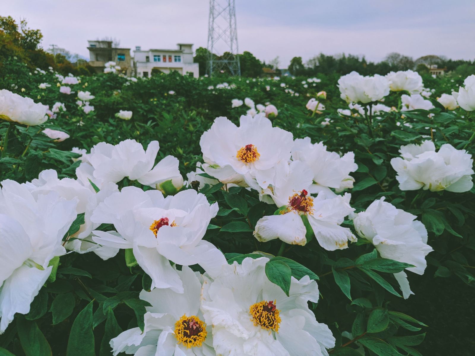  p>山水涧花海位于安徽省芜湖市无为县红庙镇海云村红色山水涧 /p>