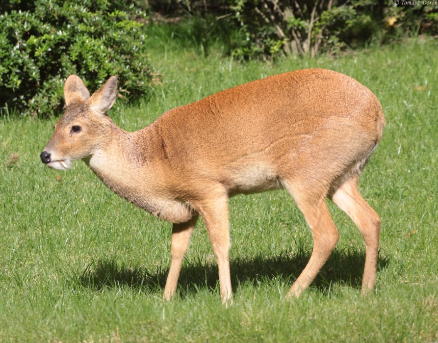  p>獐(学名: i>hydropotes inermis /i>):是偶蹄目,鹿科的 a href="#"